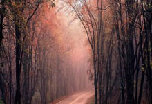 开云平台-帕尔梅拉斯球迷现场助威，球队斗志昂扬